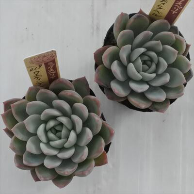 楽天市場】多肉植物 oriミックスベリア No.019 ウエディングベル 多肉