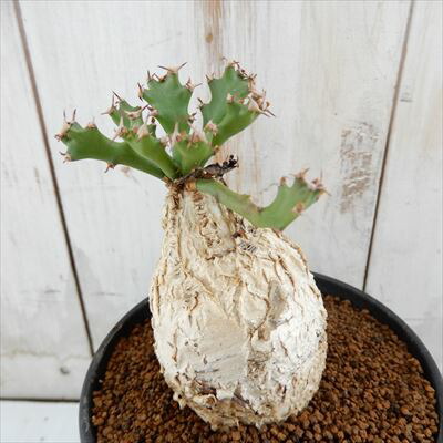 楽天市場】多肉植物 caユーフォルビア スクアローサ 0312-05 多肉植物