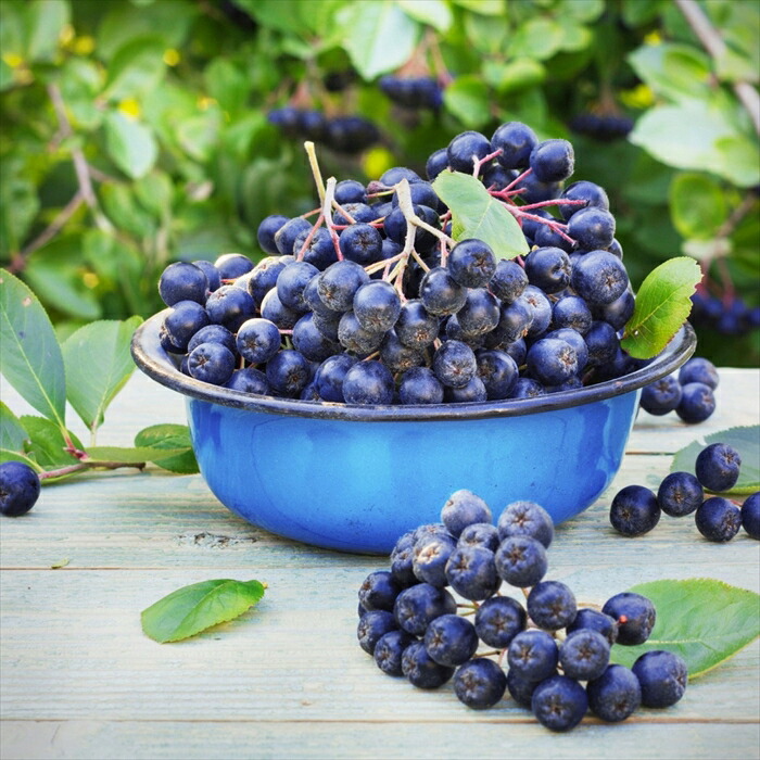 楽天市場】予約販売 チョコレートベリー 苗 ネロ 10.5cmポット