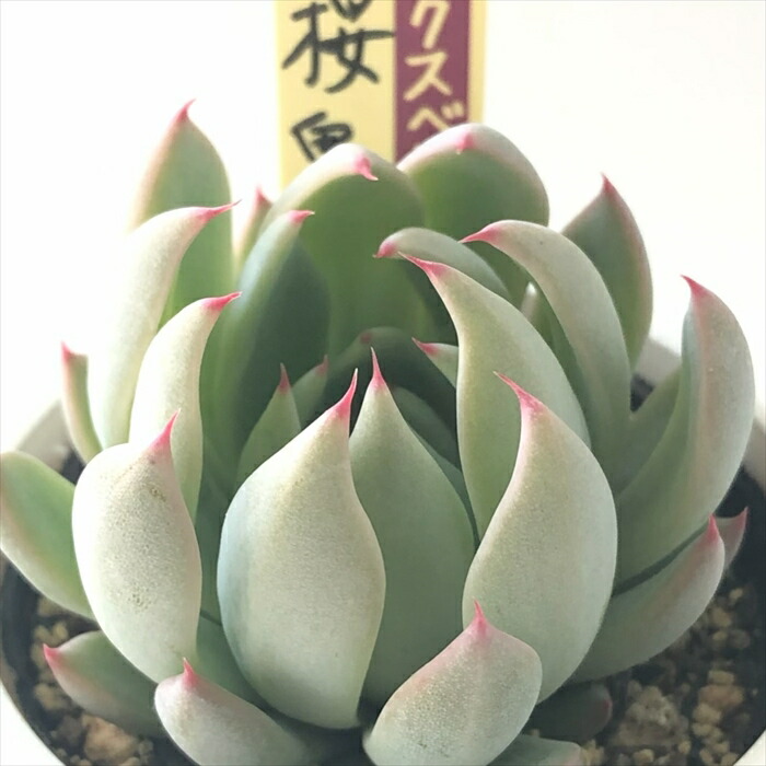 楽天市場】多肉植物 oriミックスベリア No.060 桜鬼 多肉植物 お