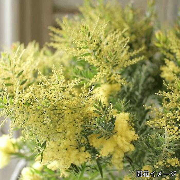 楽天市場】アカシア テレサ 5号鉢 送料無料 矮性種 庭木 苗木 花木