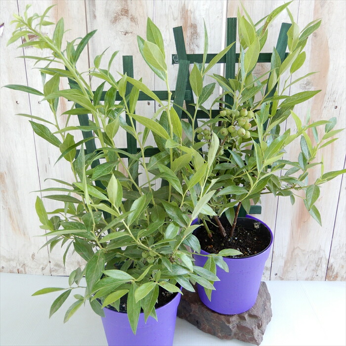 楽天市場】ハイブリッドブルーベリー ピンクレモネード 果樹苗 苗木 苗