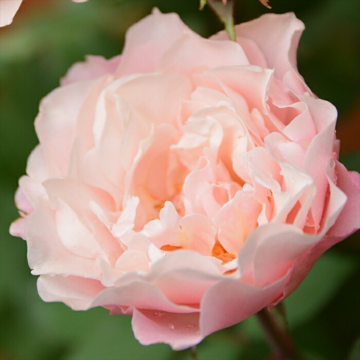 楽天市場】予約販売 バラ苗 バラ大苗 ロサ オリエンティス ダフネ 登録