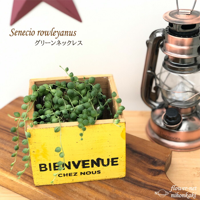 楽天市場】多肉植物 seグリーンネックレス 多肉植物 9cmポット