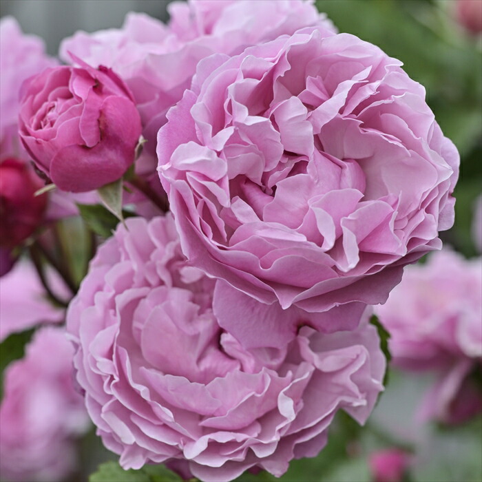 楽天市場】予約販売 バラ苗 バラ大苗 デルバール サントノーレ 登録