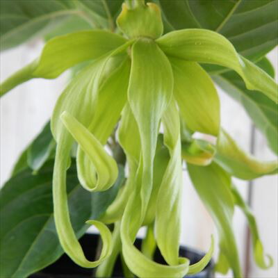 楽天市場】イランイラン 3.5号鉢 香水 フレグランス 熱帯植物 苗木