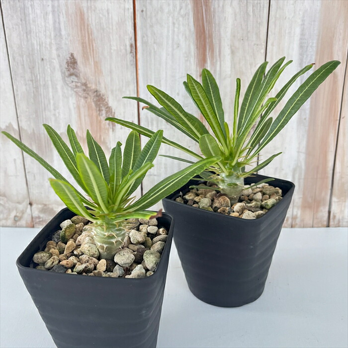 楽天市場】多肉植物 caパキポディウム アンボンゲンセ 実生 3.5号鉢