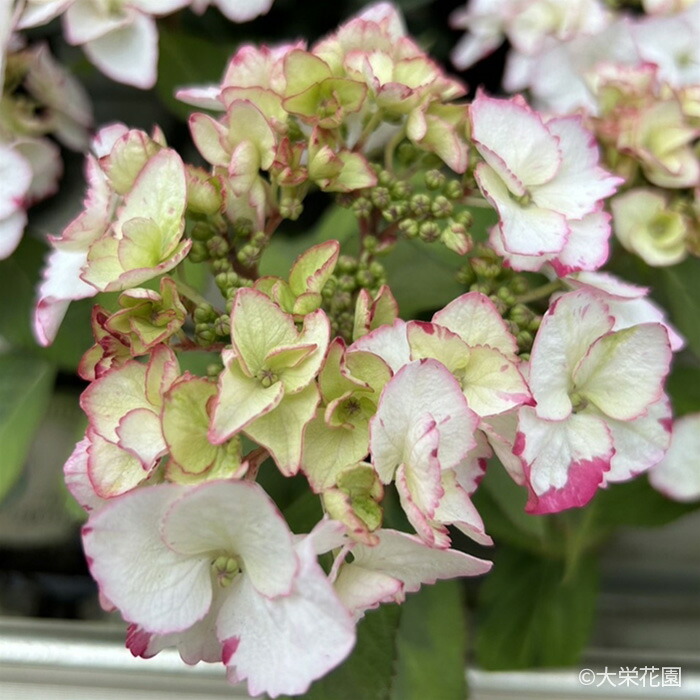 楽天市場】アジサイ カラフルランジア インカ 10.5cmポット 斑入り