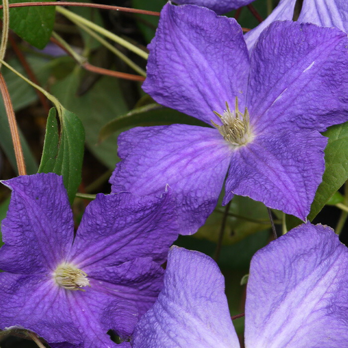 楽天市場】予約販売 クレマチス 苗 ビクトリア ジャックマニー系 2年生
