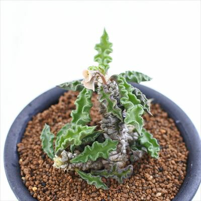 楽天市場】多肉植物 osユーフォルビア デカリー スピロスティカ