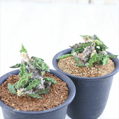 楽天市場】多肉植物 osユーフォルビア デカリー スピロスティカ