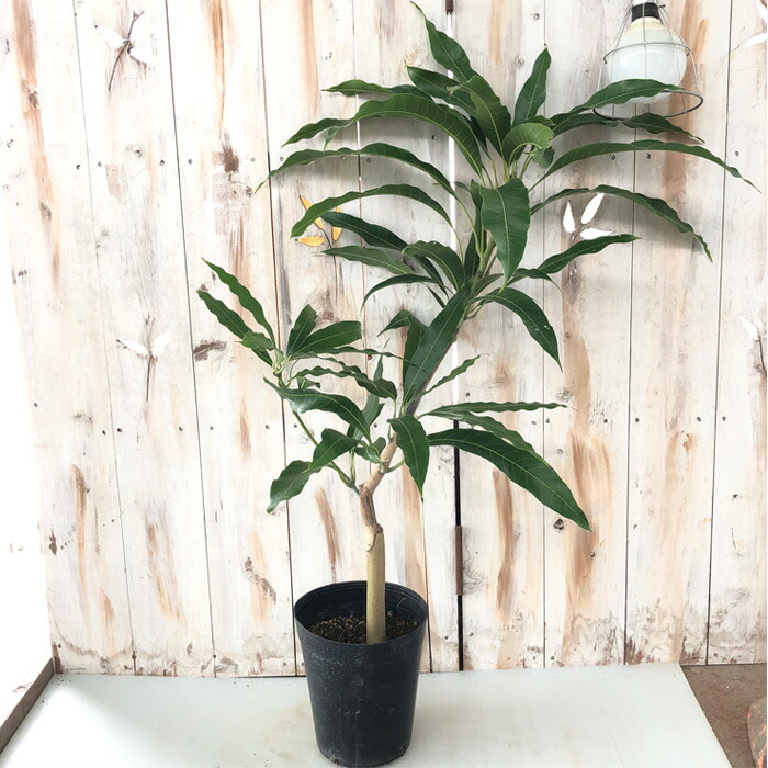 楽天市場】マンゴー ランセティーラ 6号鉢 送料無料 接木苗 苗木 果樹