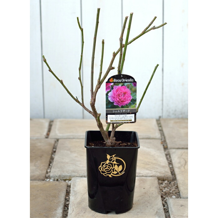 楽天市場】予約販売 バラ苗 バラ大苗 ロサ オリエンティス ピュール