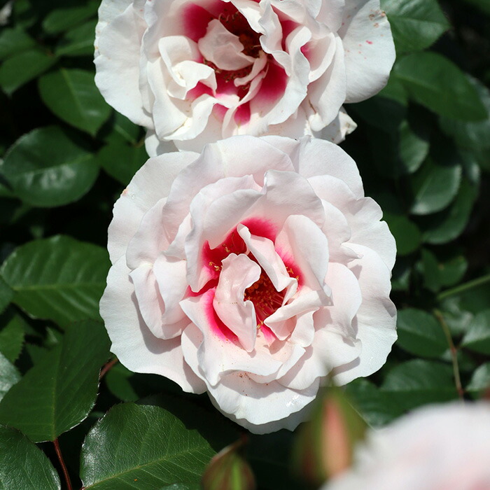 楽天市場】予約販売 バラ苗 バラ大苗 ロサ オリエンティス こころね