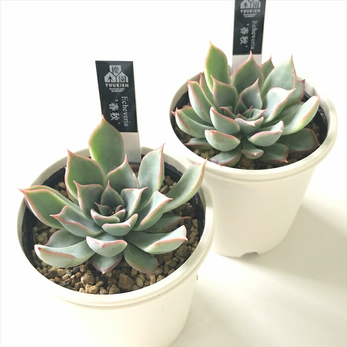 多肉植物…エケベリア♬*°大苗花芽付き優木園さん白くま♡子株4苗付き