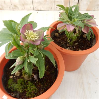 楽天市場】原種系クリスマスローズ クロアチカス 4.5号 : フラワー