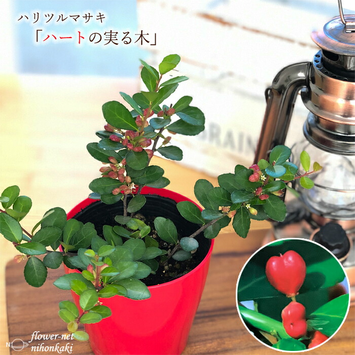 楽天市場】ハートが実る木 3号鉢 登録品種 ハートの実 ハリツルマサキ