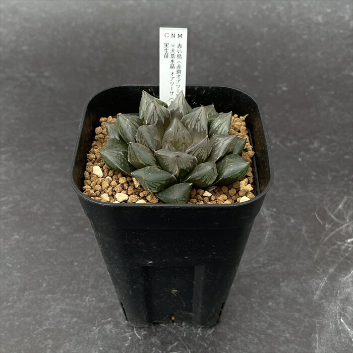 楽天市場】多肉植物 niハオルチア 赤い鳥（赤斑オブツーサ錦）×大紫