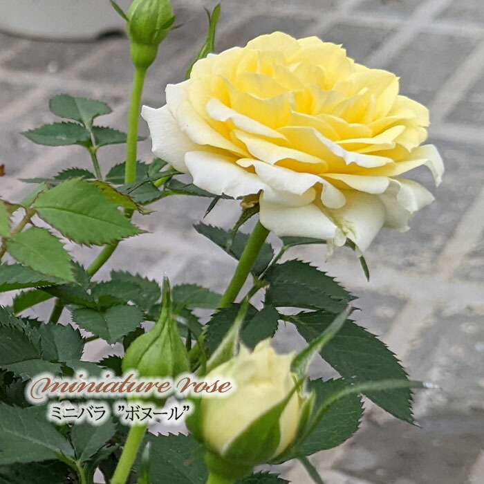 楽天市場】予約販売 ミニバラ ボヌール 3号ポット 四季咲き バラ 薔薇