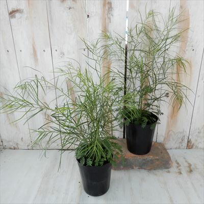 楽天市場】アカシア フロリバンダ 10.5cmポット フロリブンダ ヤナギバ