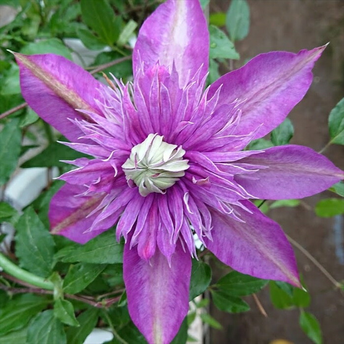 クレマチス ガーデニング 品種」の人気商品一覧 | 安い商品を通販