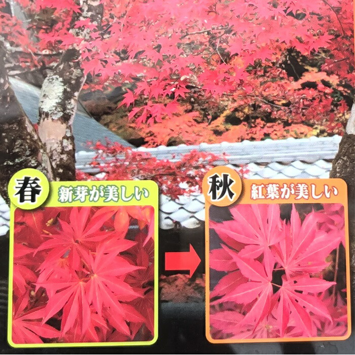 楽天市場】予約販売 もみじ 奥州紅 12cmポット 接木苗 紅葉 モミジ