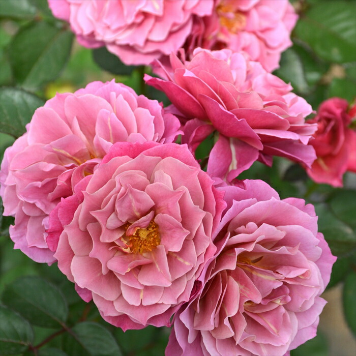 楽天市場】予約販売 バラ苗 バラ大苗 ロサ オリエンティス 葵の上 品種