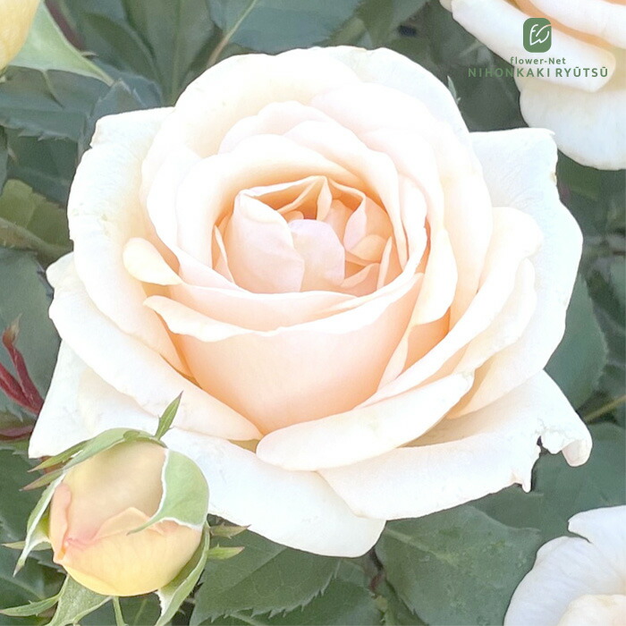 楽天市場】予約販売 バラ苗 バラ大苗 京阪園芸 ここねいろ 契約品種