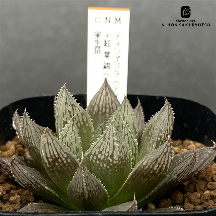 観葉植物 ハオルチア 錦」の人気商品一覧 | 安い商品を通販サイトから