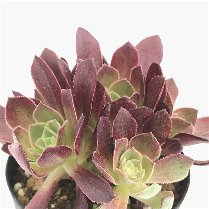 楽天市場】多肉植物 caアエオニウム ハロウィン錦 多肉植物