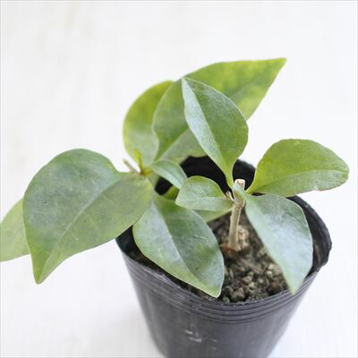 楽天市場】おかわかめ苗 雲南わかめそう 9cmポット オカワカメ 野菜苗