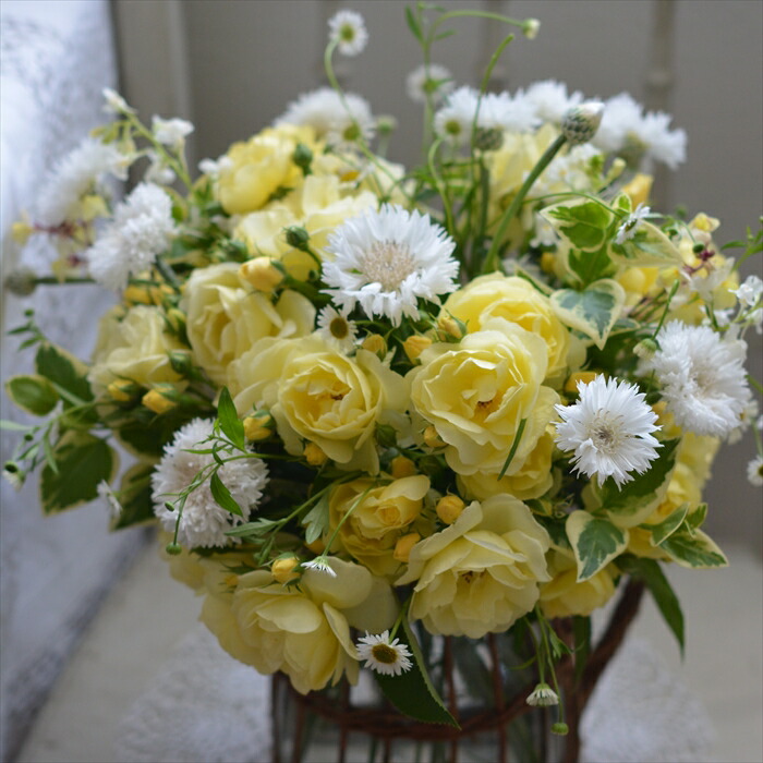 楽天市場】予約販売 バラ苗 バラ大苗 河本バラ園 プチジョワ 品種登録