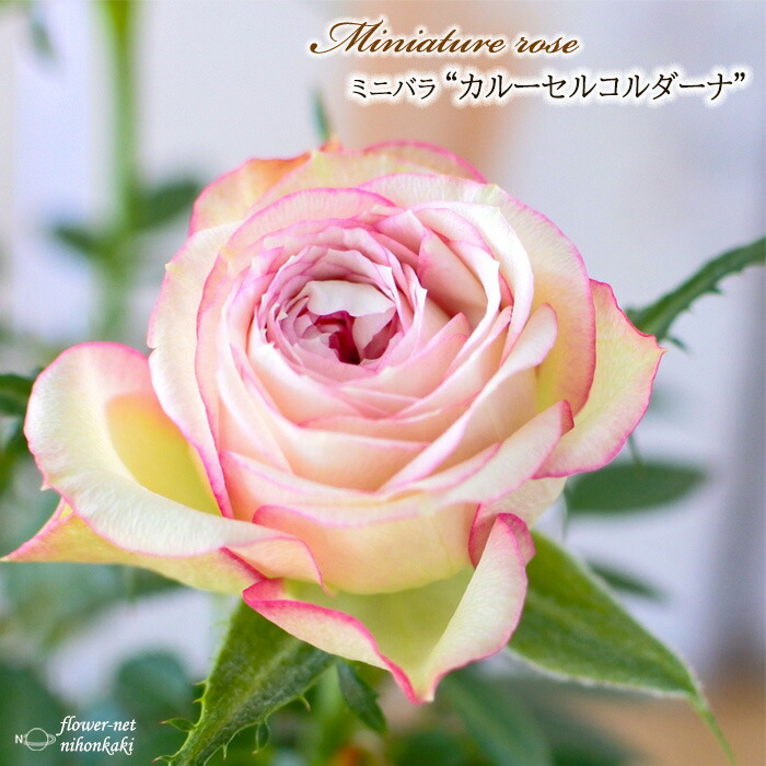 楽天市場】予約販売 ミニバラ カルーセルコルダーナ 登録品種 3号