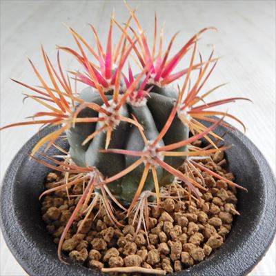 現品】サボテン・フェロカクタス・黄金冠 4.5号 HW番 現品】サボテン