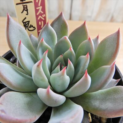 楽天市場】多肉植物 oriミックスベリア No.010 青鬼 多肉植物 お