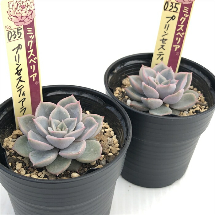 楽天市場】多肉植物 oriミックスベリア No.035 プリンセスティアラ