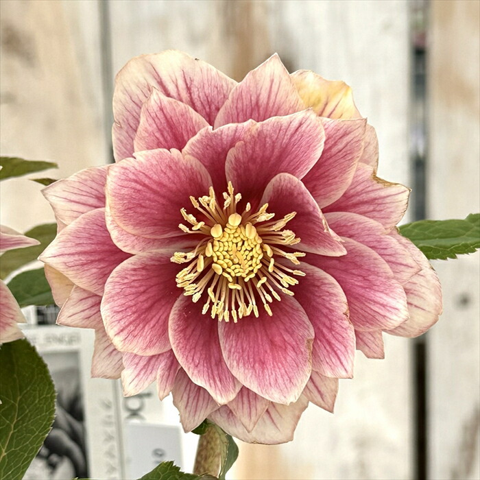 広瀬園芸 クリスマスローズ 【ソレイユ系 リバーシブル多弁】白抜け・極美発色 広瀬園芸 クリスマスローズ 【ソレイユ系 リバーシブル多弁】白抜け