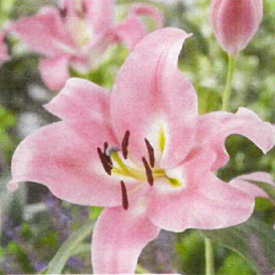 楽天市場】オリエンタルリリー超特大球 テーブルダンス 球周35cm以上