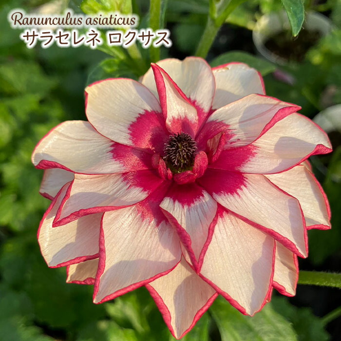 楽天市場】ラナンキュラス ランドセル 苗 サラセレネ ロクサス 10.5cm