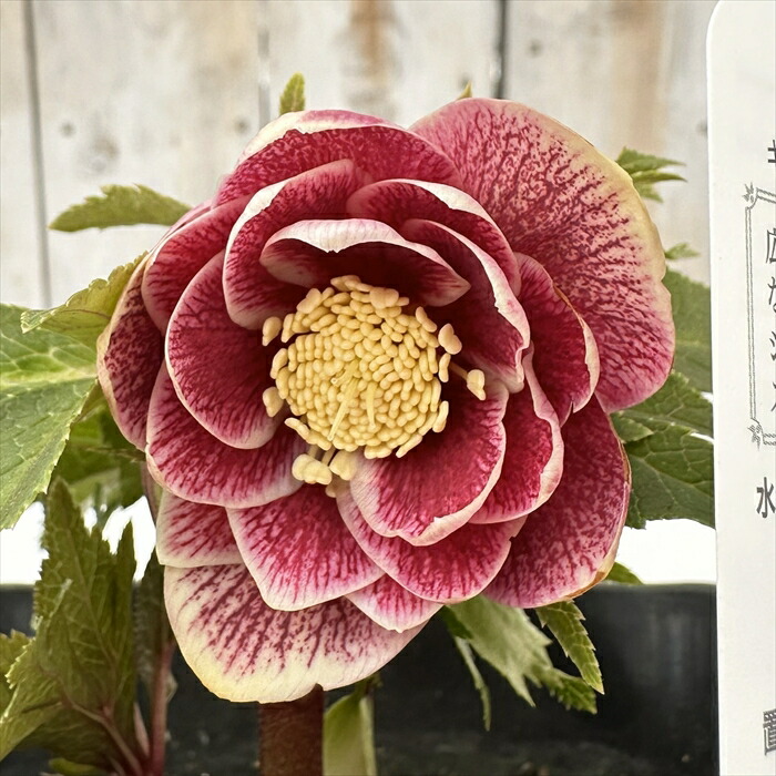 リバーシブル白抜けベイン　広瀬園芸　クリスマスローズ　開花株　匿名発送　現品 楽天市場】クリスマスローズ ダブル 開花株 ピンクベインリバーシブル