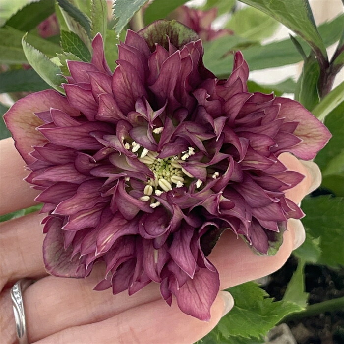 7 広瀬園芸 クリスマスローズ クレオパトラリバーシブルレッド　株分 7 広瀬園芸 クリスマスローズ クレオパトラリバーシブルレッド 株分