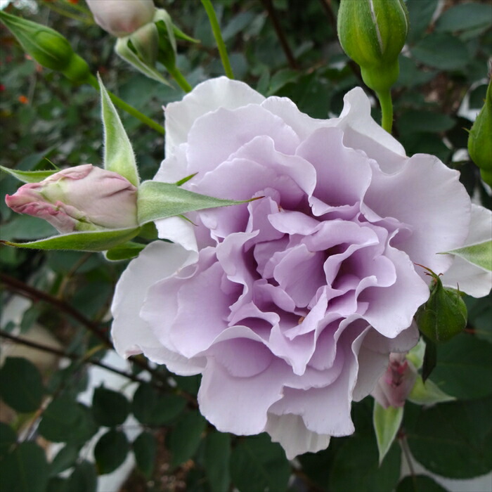 楽天市場】予約販売 バラ 苗 バラ 新苗 中輪 ブルーインパルス 木立性