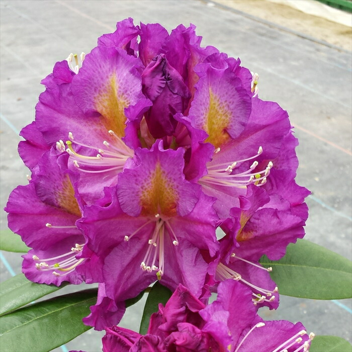 楽天市場】予約販売 シャクナゲ パープルマジック 5号鉢 開花予定株