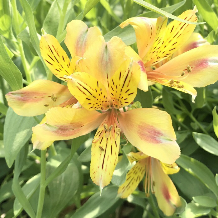 楽天市場】予約販売 アルストロメリア 苗 ジョイゴールド 10.5cmポット