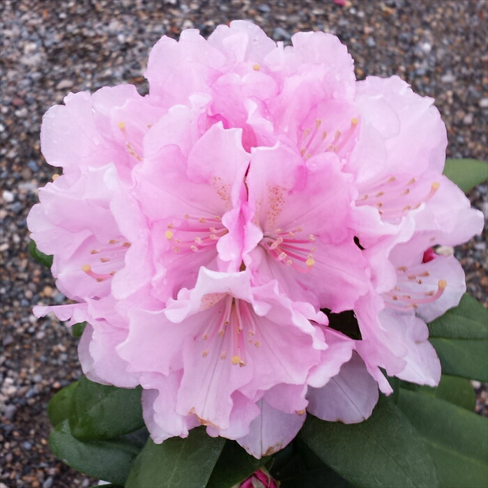 楽天市場】予約販売 シャクナゲ ドック 5号鉢 開花予定株 西洋