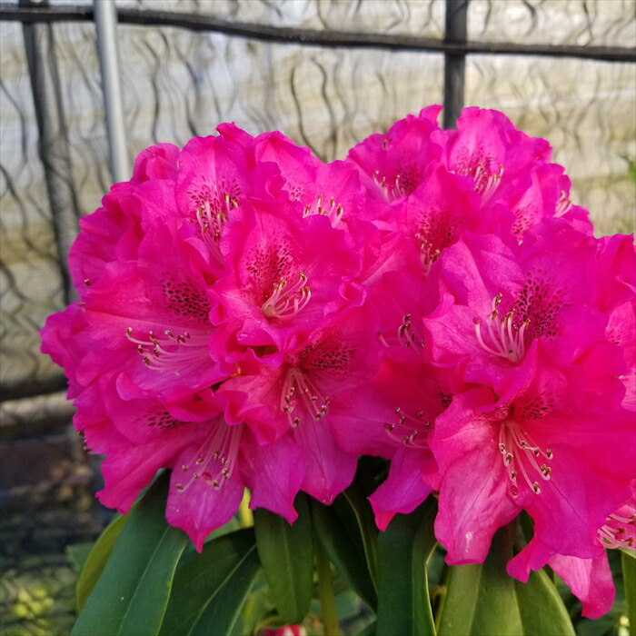 楽天市場】予約販売 シャクナゲ 太陽 5号鉢 開花予定株 西洋シャクナゲ