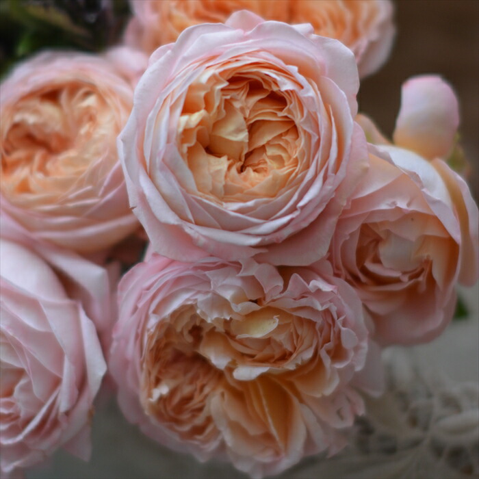 楽天市場】予約販売 バラ苗 バラ大苗 河本バラ園 コンフィチュール