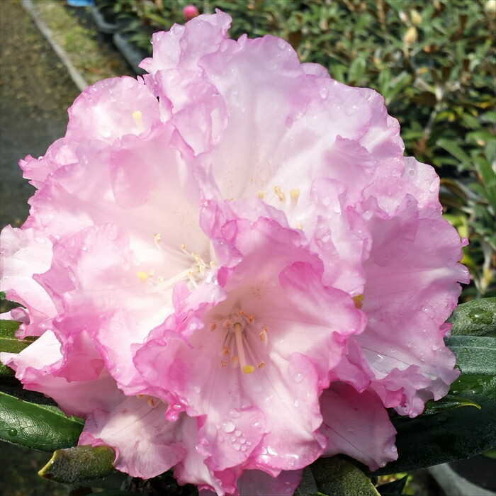 楽天市場】予約販売 日本シャクナゲ 京の華 5号鉢 開花予定株