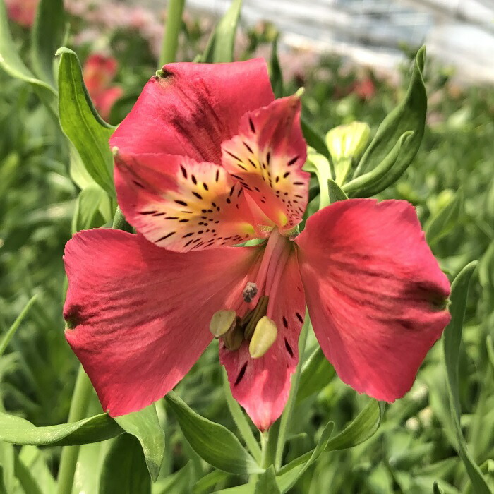 楽天市場】予約販売 アルストロメリア 苗 ピンクスター 10.5cmポット