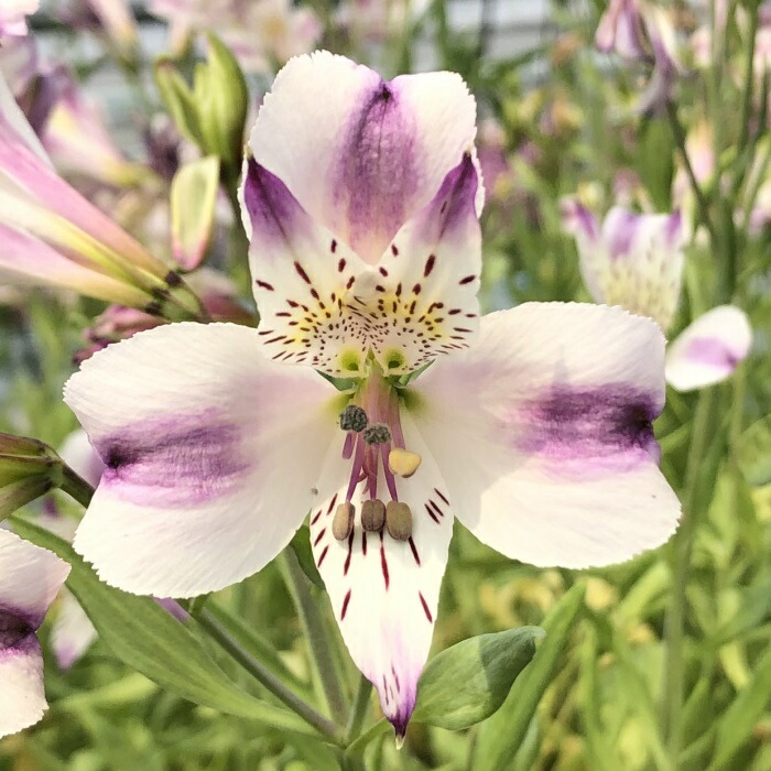 楽天市場】予約販売 アルストロメリア 苗 ヤガスリ 10.5cmポット